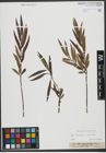 Foto von Salix triandra L. x Salix viminalis L.